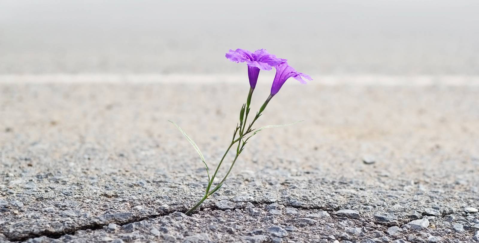 A flower growing from a crack in dry pavement. 